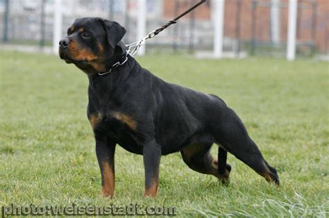 Von Wadge Rottweilers 